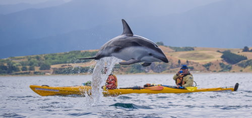 Guided Wildlife Kayaking